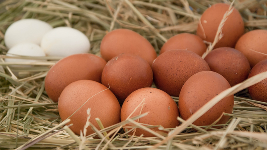 La alternativa de producir huevos en casa