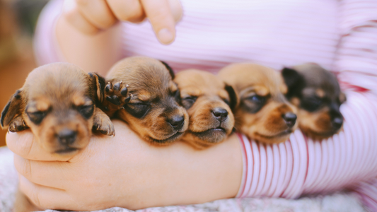 Importancia de la vacunación en cachorros