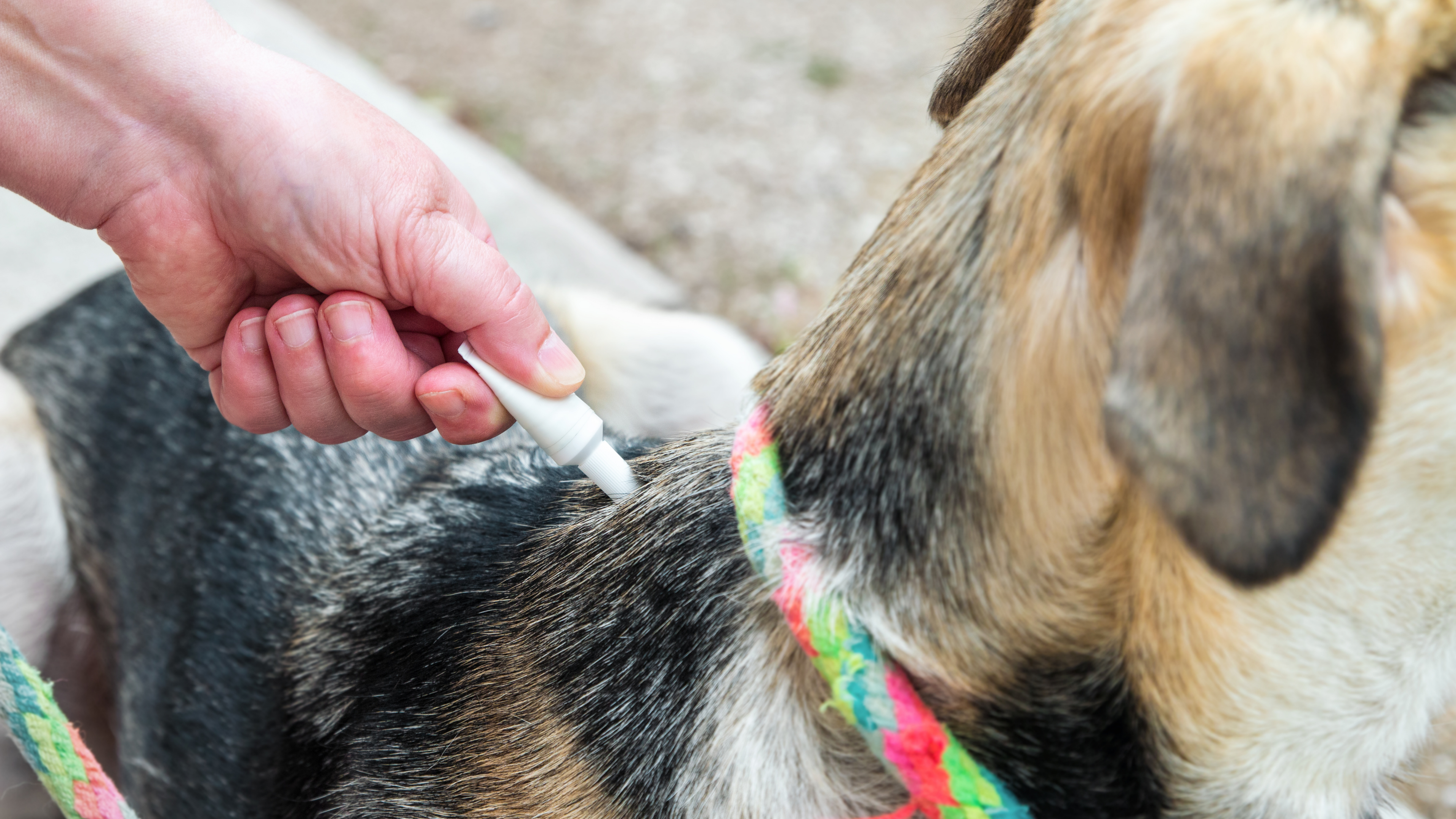 Tratamientos para parásitos