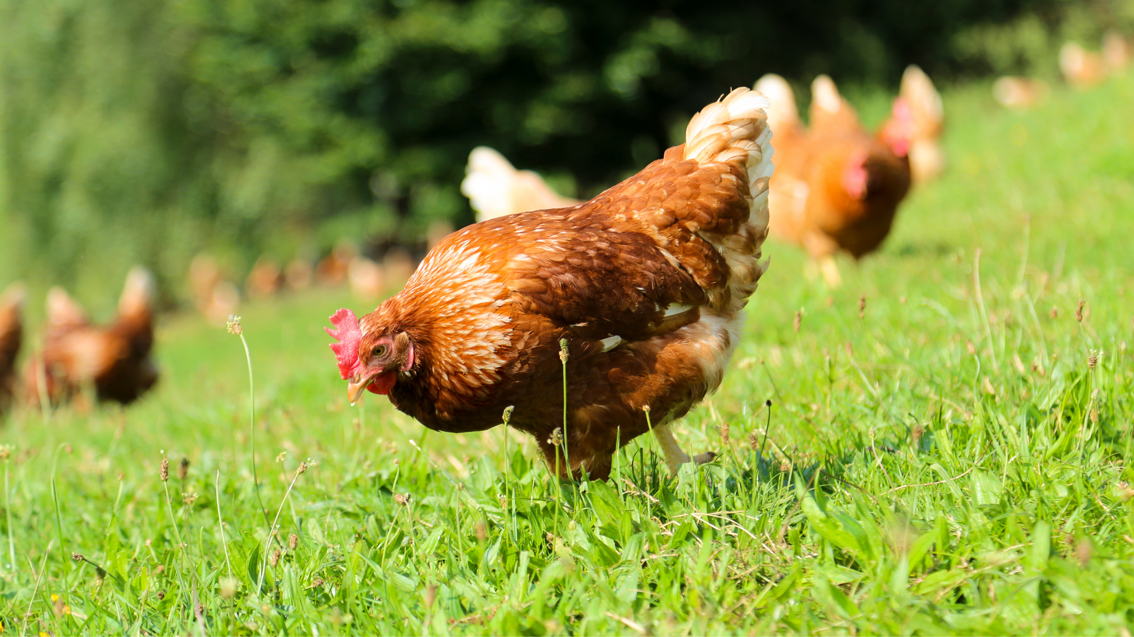 Programa Sanitario en Gallinas de Postura