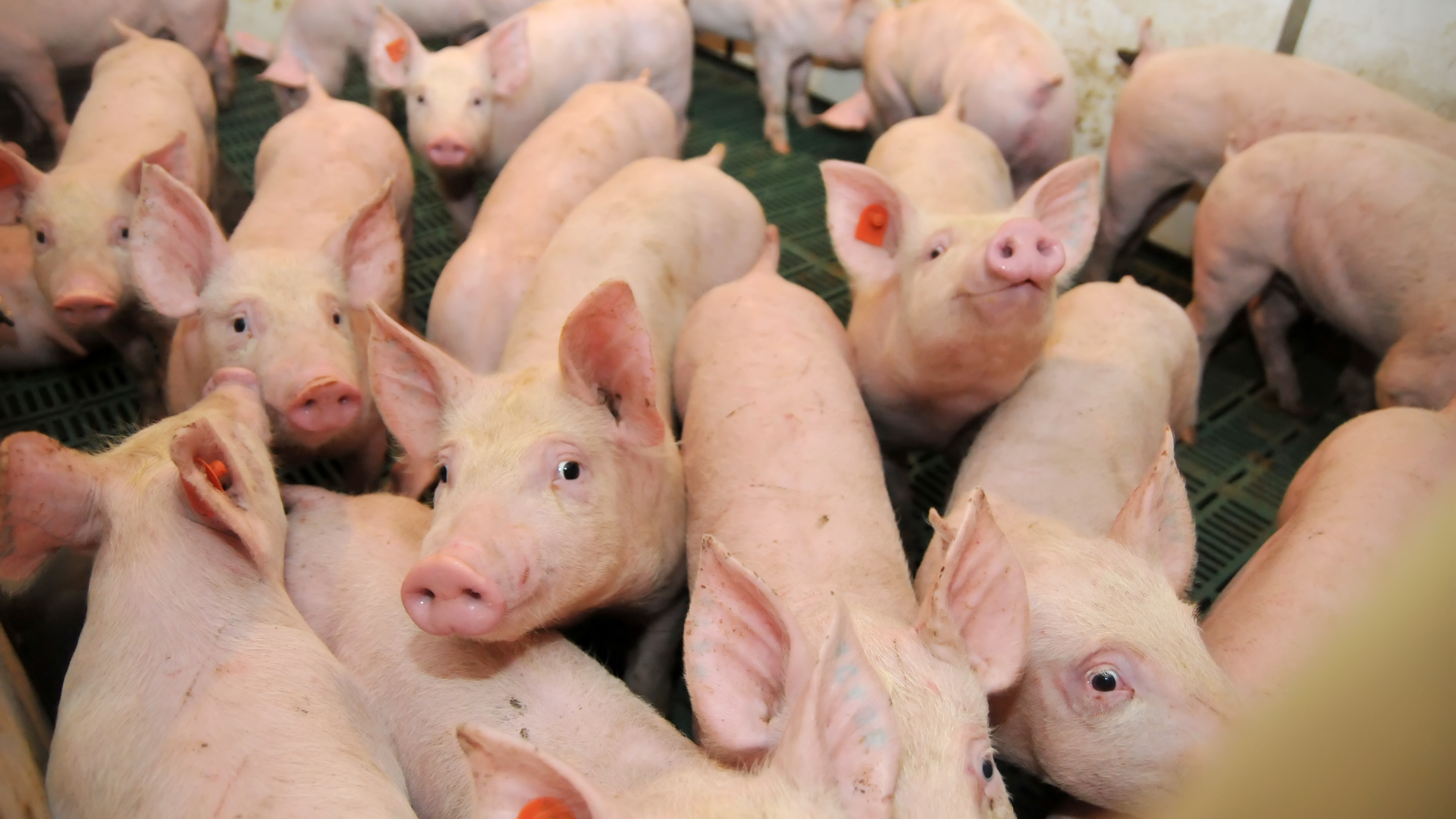 Engorda de cerdos Parte 1