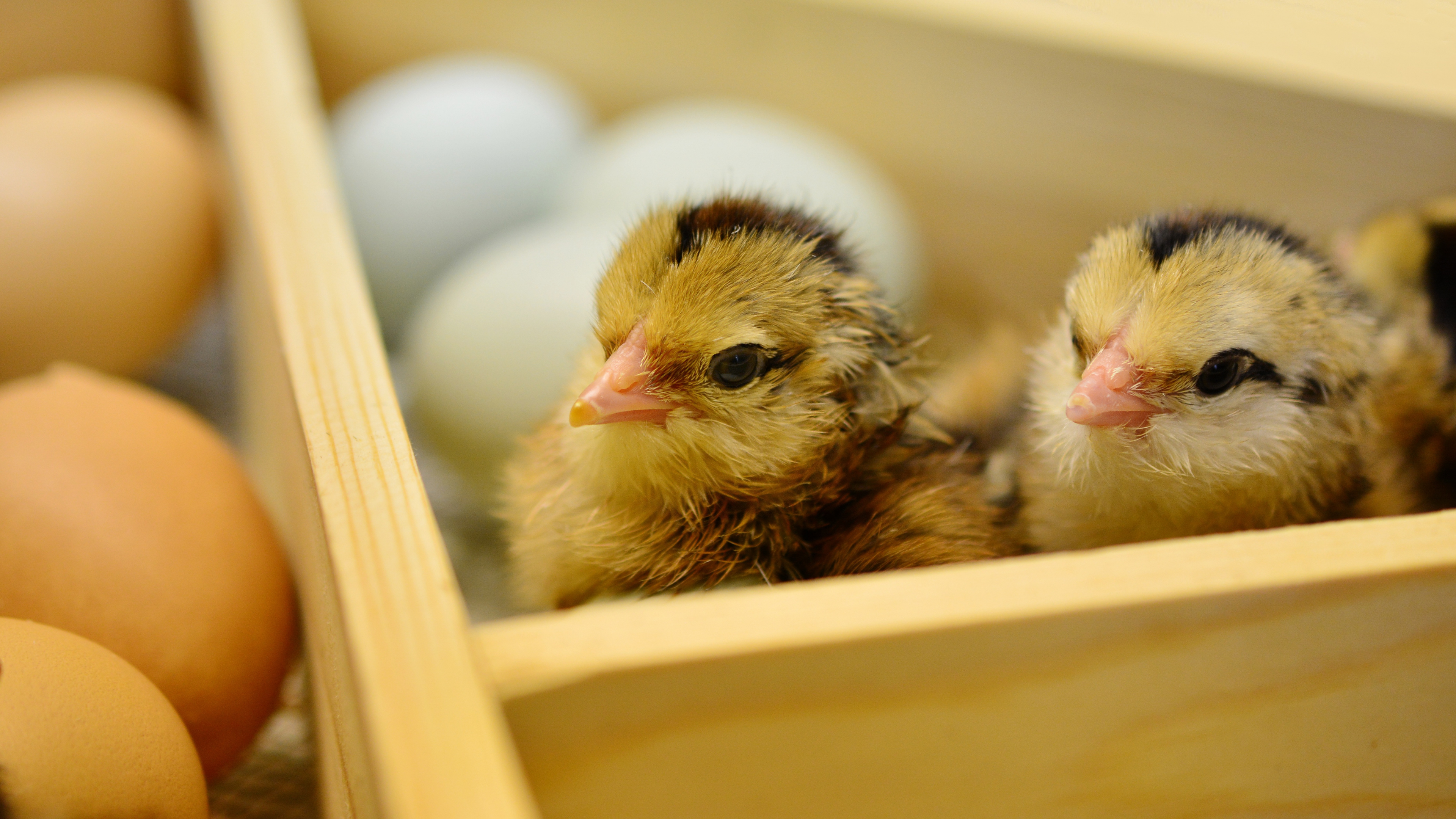 Tecnificación del traspatio "Aves"
