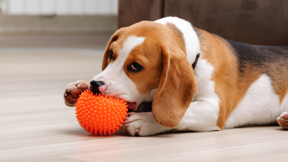 Ejercicios para las mascotas en el hogar