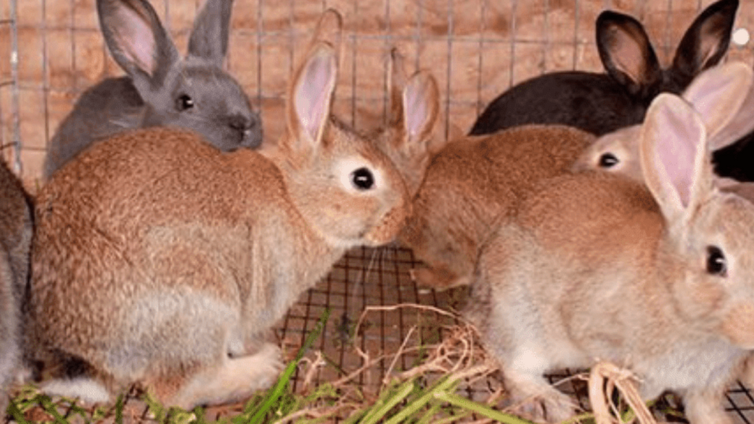 Crianza y consumo de conejos