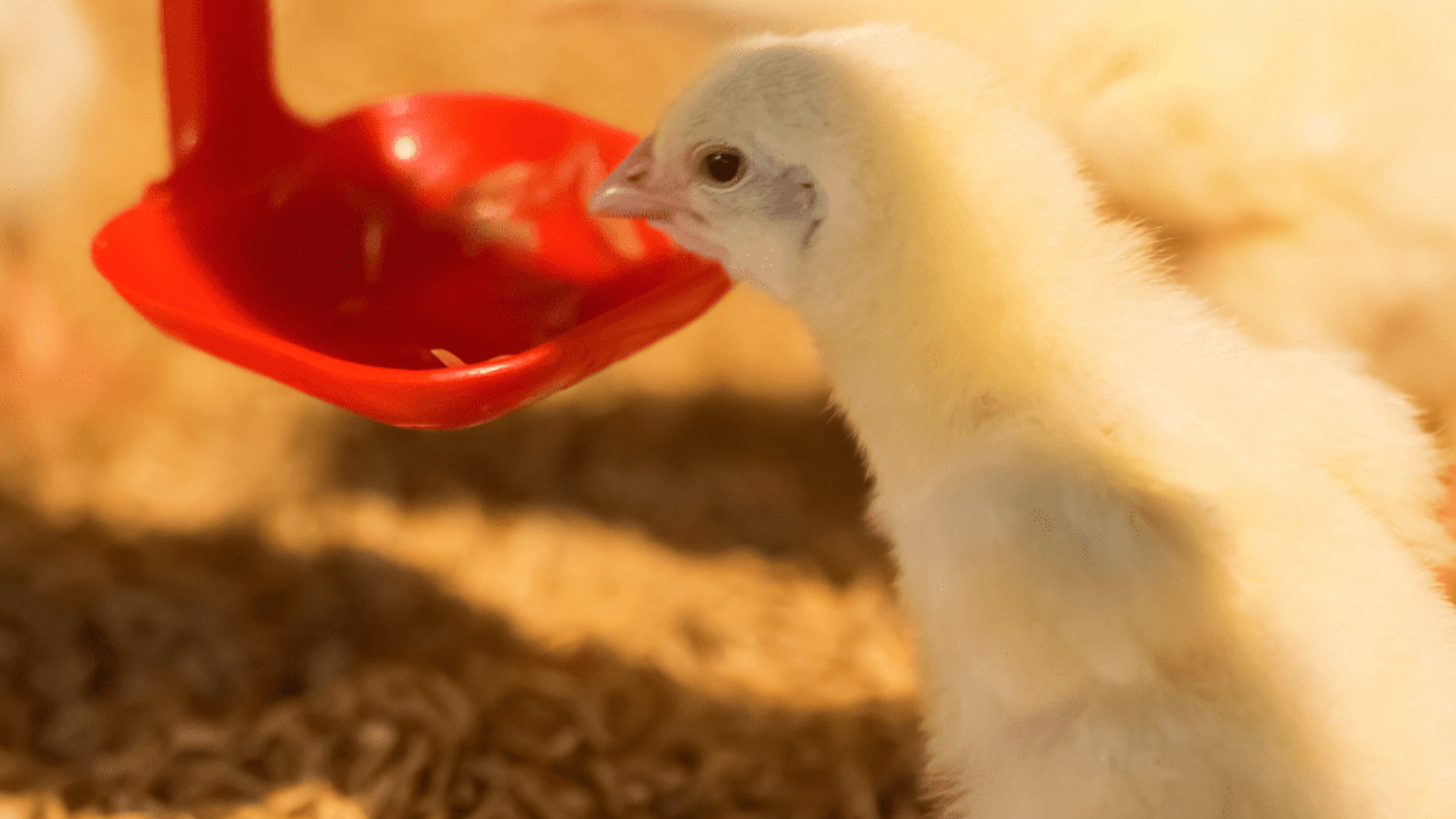 Producción de carne de pollo