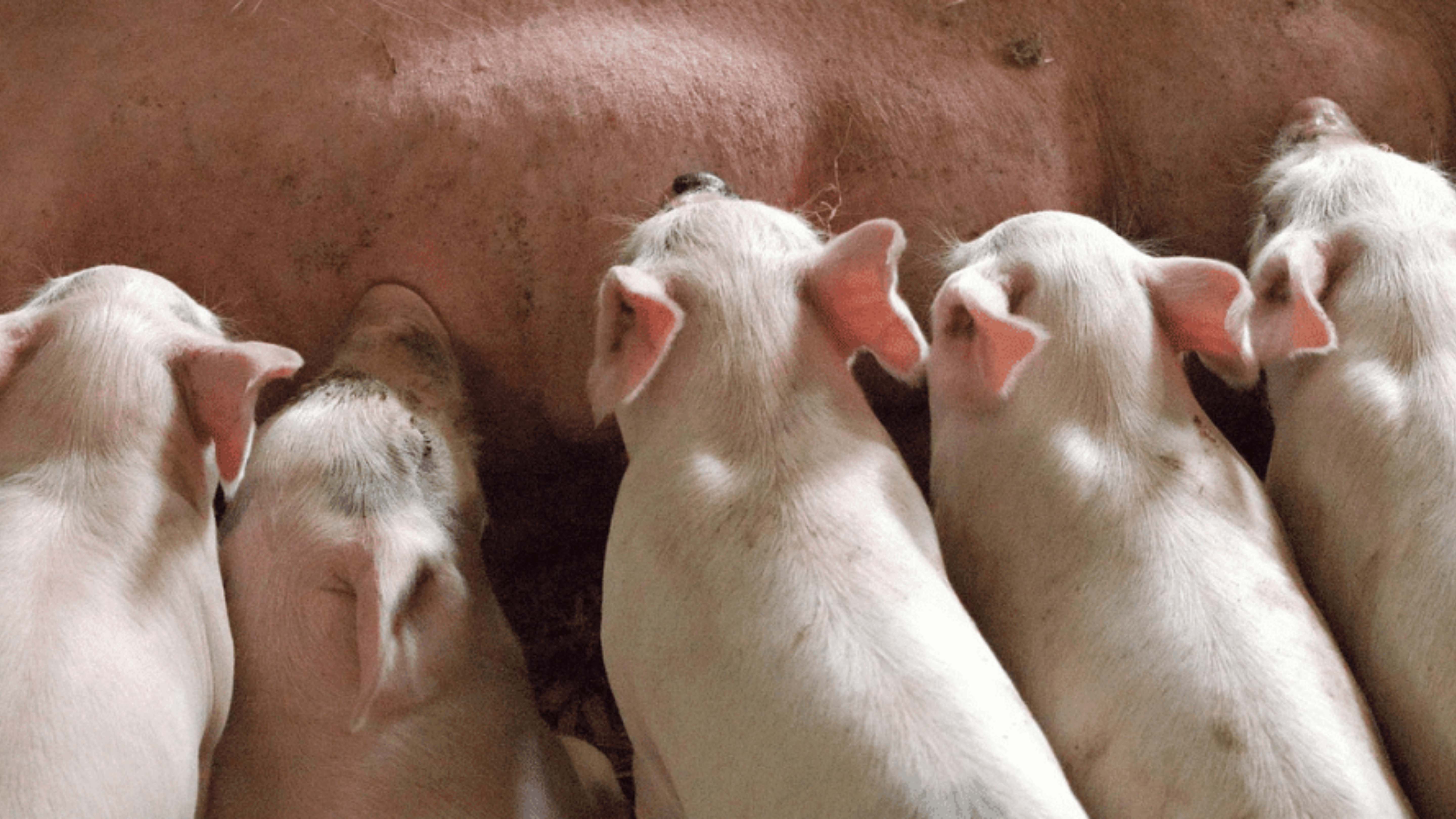 Porcicultura Parte 2