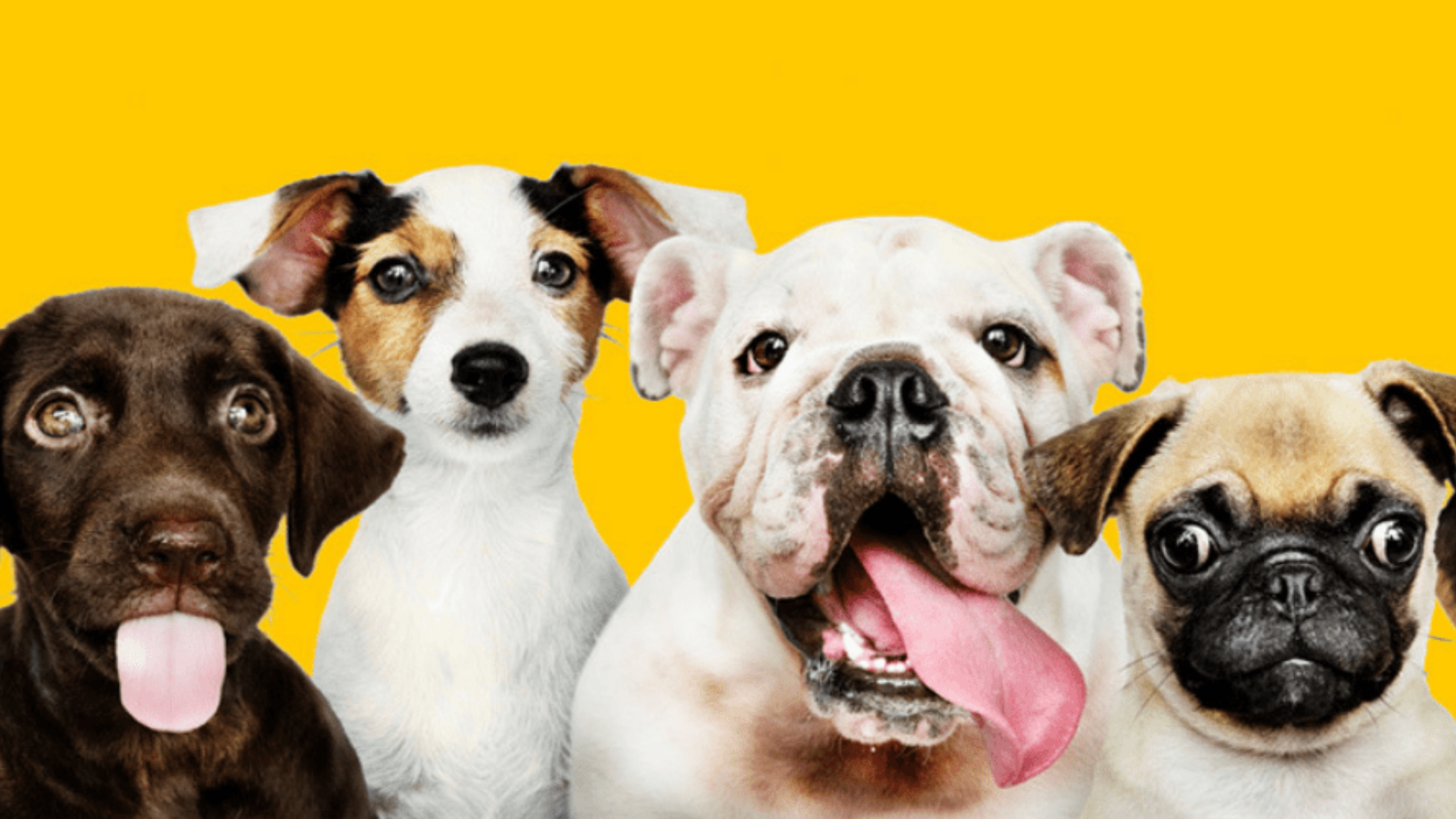 Cuidado del pelaje en perros