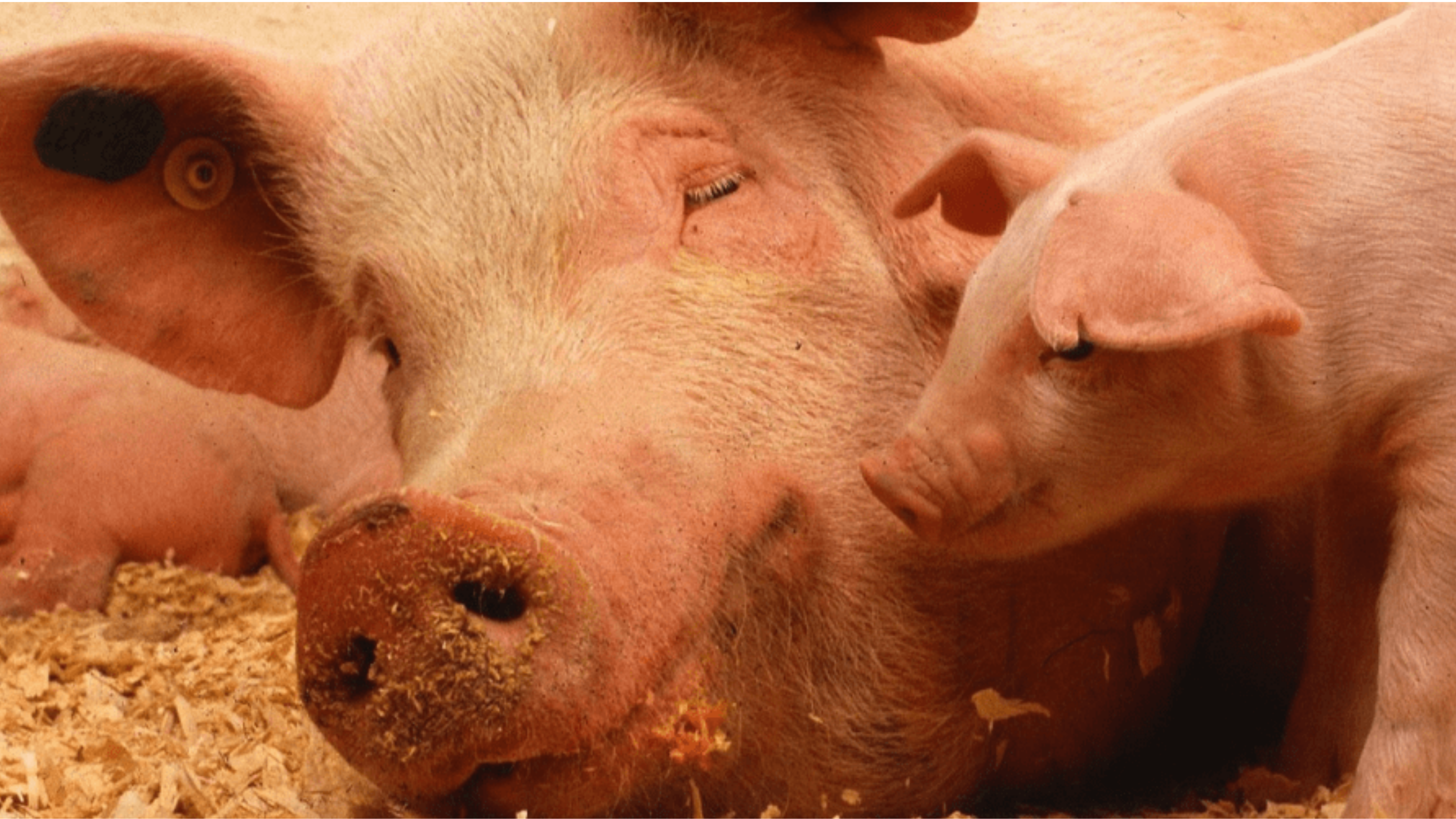 Porcicultura Parte 3