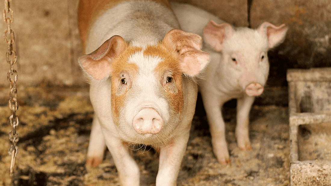 Alimentación del cerdo en el traspatio