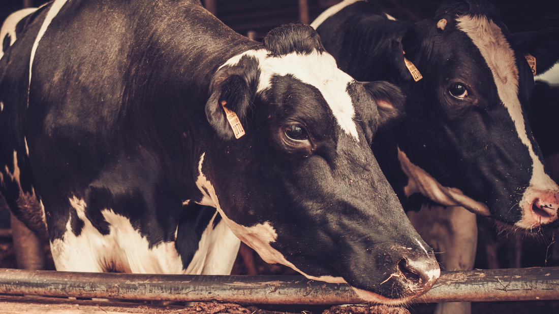 Ganado lechero ¿Cómo vender más leche?