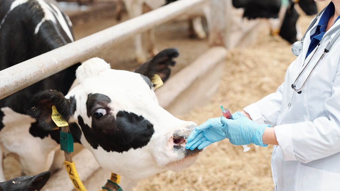 La importancia del Médico Veterinario