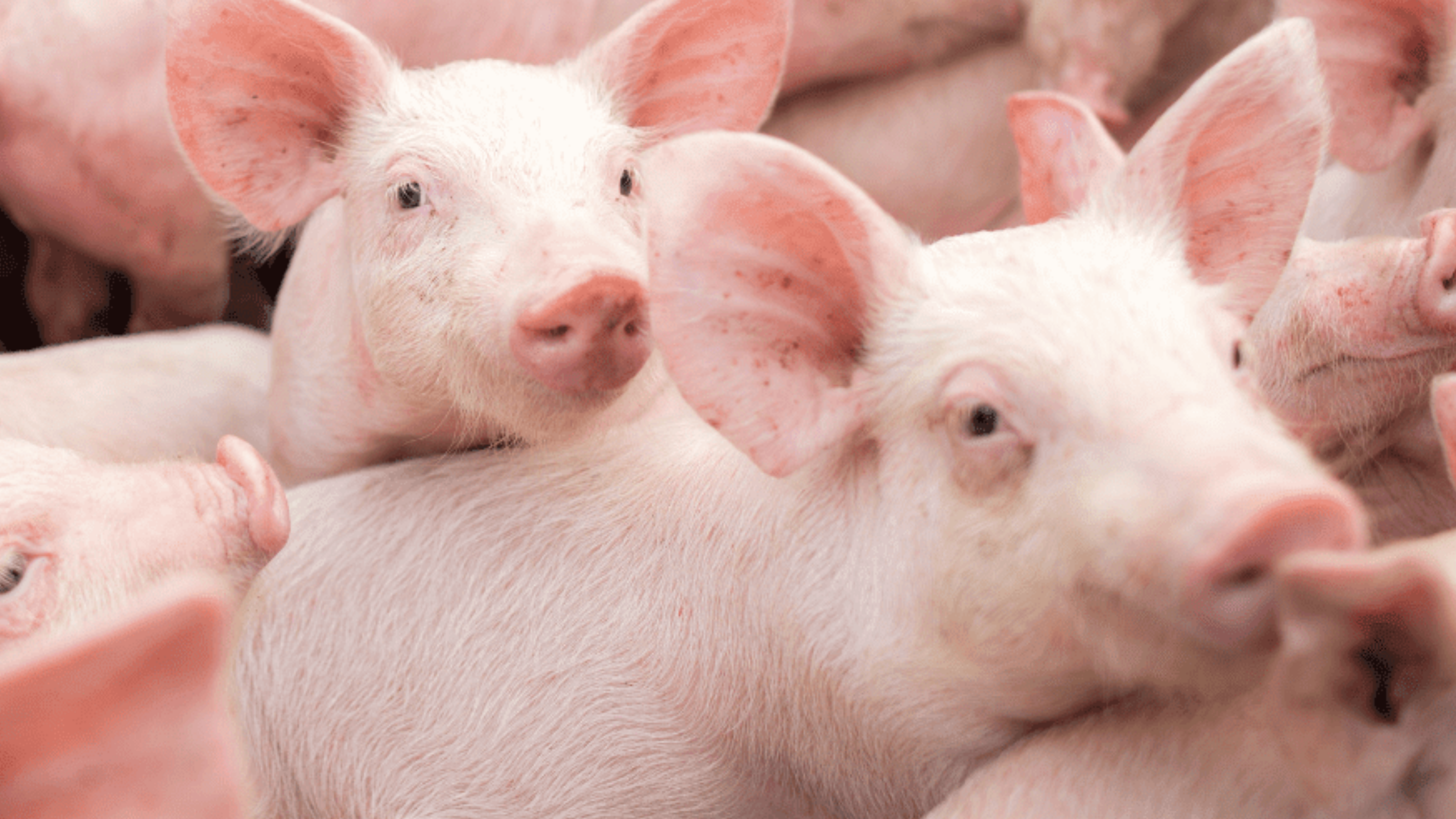 Porcicultura Parte 1