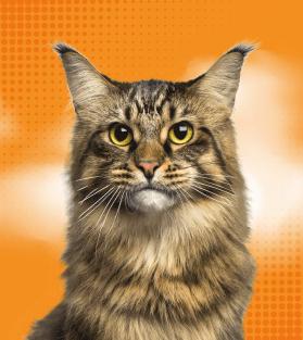 gatito con moño rosa