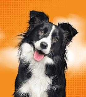 perrito sonriendo